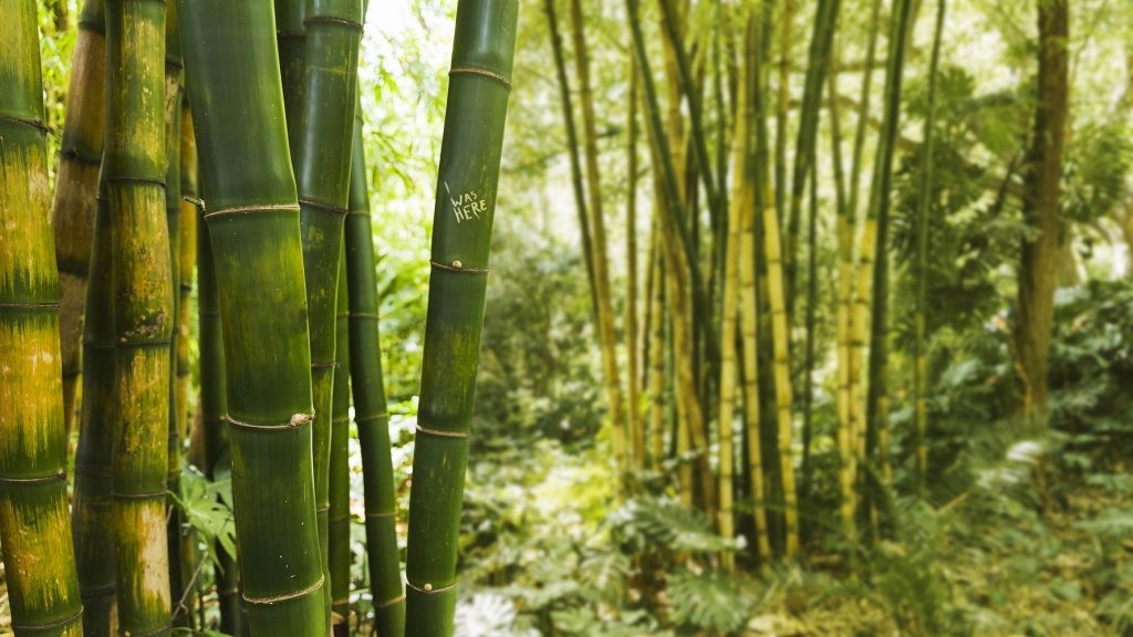 The benefits of Bamboo